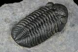 Austerops Trilobite - High Quality Specimen #174731-4